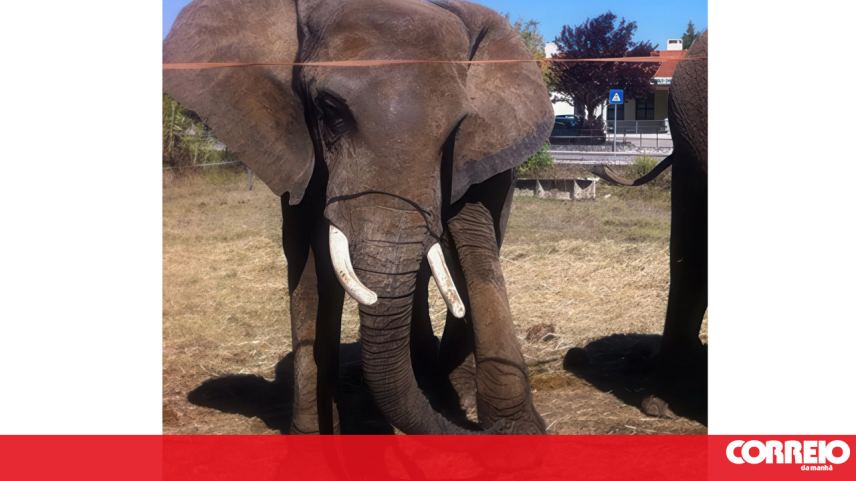Elefantes no Alentejo passam os últimos dias de vida