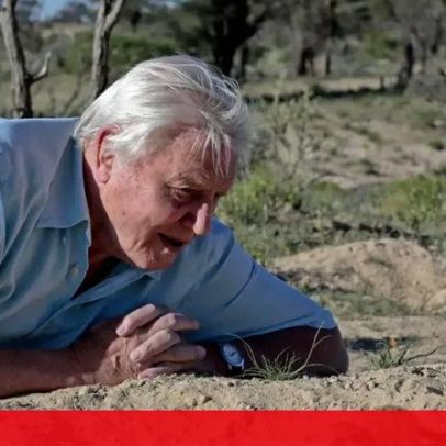 David Attenborough celebra 100 anos, mantendo fé na humanidade e na natureza