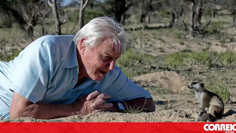 David Attenborough celebra 100 anos, marcada por uma dedicação sem igual à vida selvagem e à sua preservação.