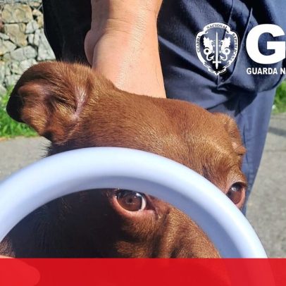 GNR resgata quatro cães de casa em Matosinhos