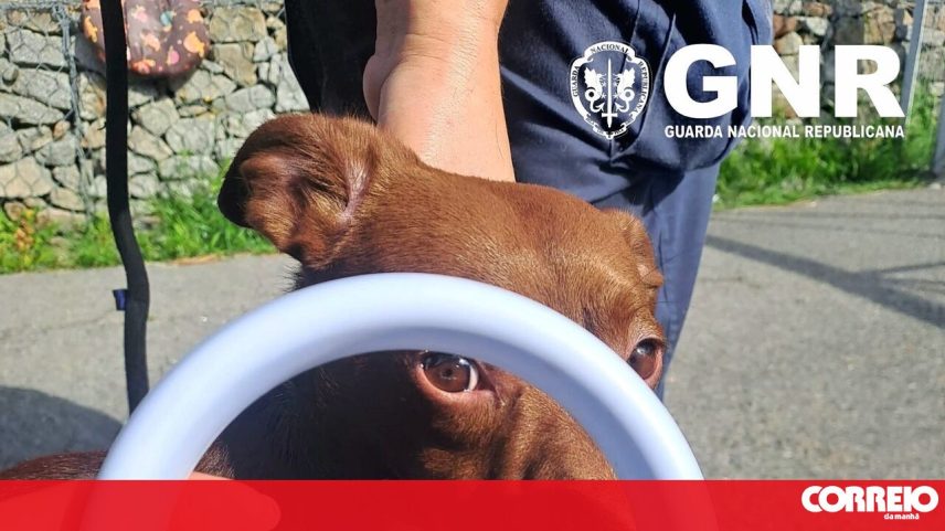 Cães resgatados de habitação em Lavra, Matosinhos