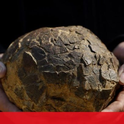 Descobertos 100 fósseis de ovos de dinossauros com mais de 72 milhões de anos