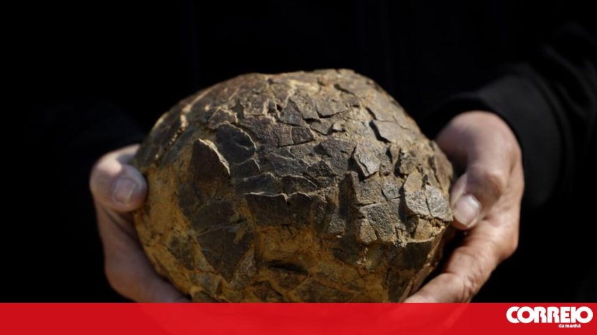 Descobertos 100 fósseis de ovos de dinossauros com mais de 72 milhões de anos