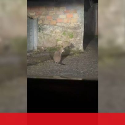Canguru à solta em Viana do Castelo há uma semana