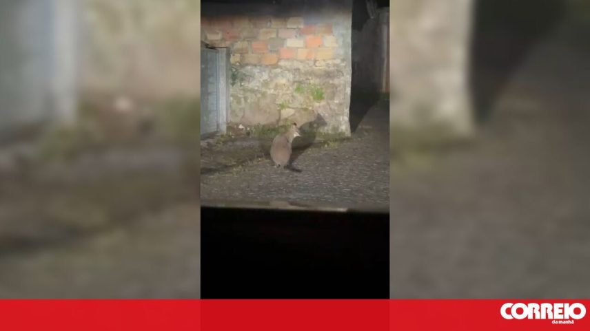 Canguru à solta em Viana do Castelo há uma semana