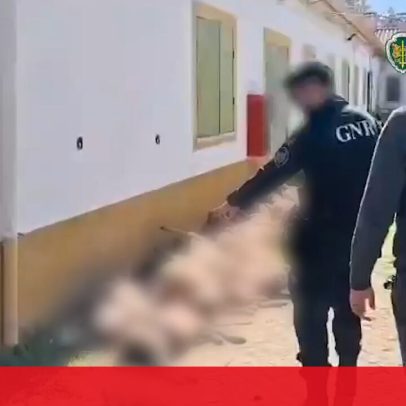 Três detidos em operação entre GNR e Guardia Civil por roubo de gado