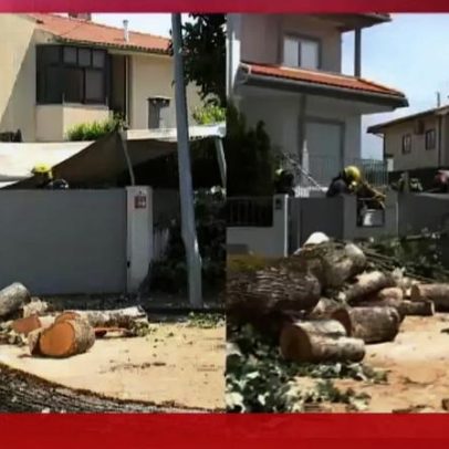 Vento derruba árvore e esmaga carros