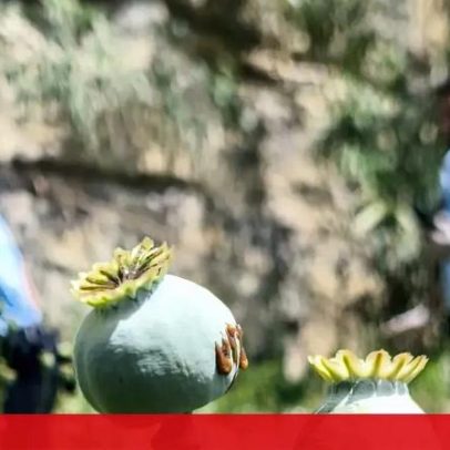 PSP descobre plantação de papoilas de ópio em Casal de Cambra
