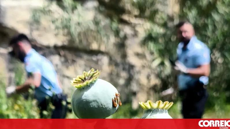 PSP descobre plantação de papoilas de ópio em Casal de Cambra