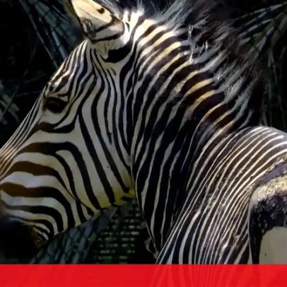Zoo de Nova Orleães recebe zebras-da-montanha-de-Hartmann pela primeira vez