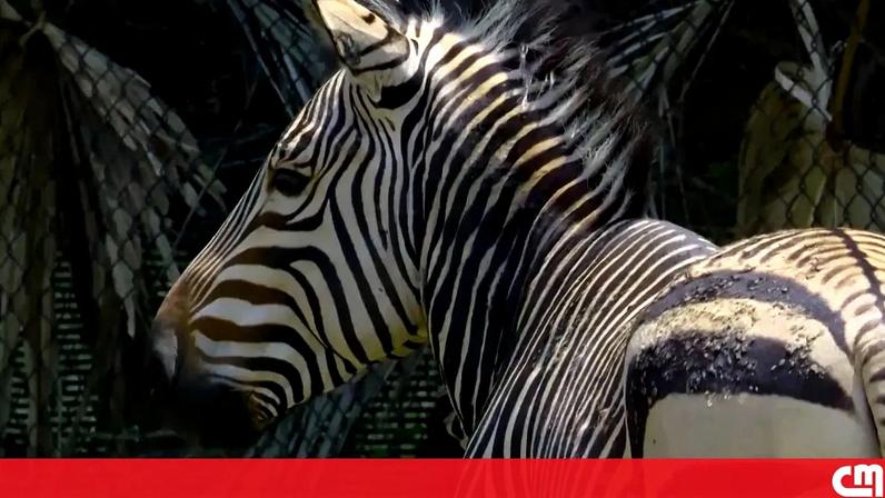 Zoo de Nova Orleães recebe zebras-da-montanha-de-Hartmann pela primeira vez