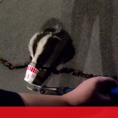 Polícia resgata doninha com copo preso na cabeça