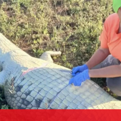 Anel encontrado em crocodilo leva autoridades a ligar restos a Gabriel Batista