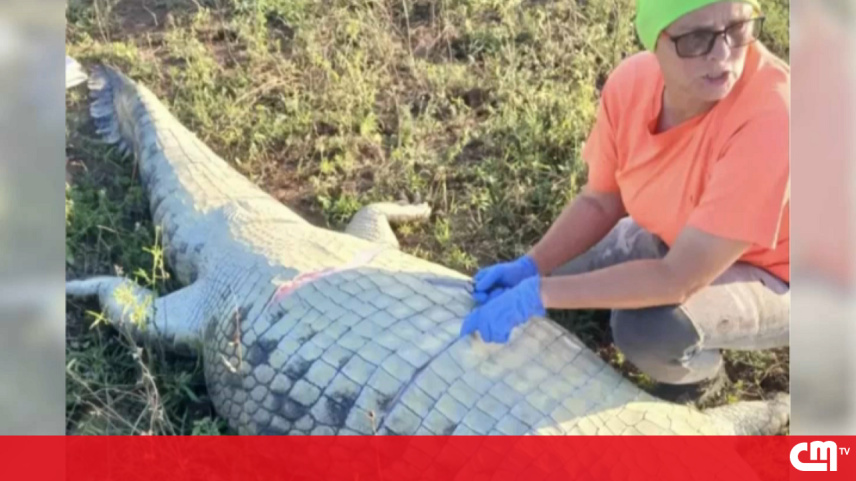 Anel encontrado em crocodilo leva autoridades a ligar restos a Gabriel Batista