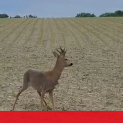 Veados bêbados circulam por estradas de França