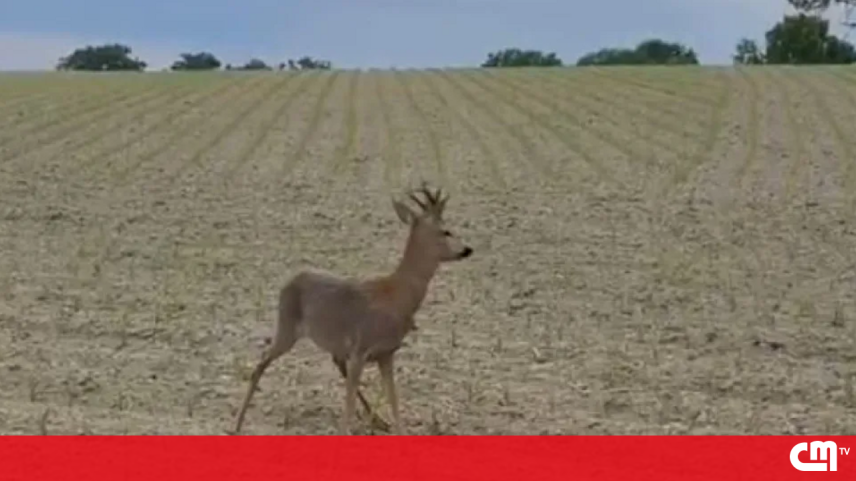 Aviso foi esta semana deixado pela polícia de Saône-et-Loire nas redes sociais. Com a chegada da primavera, alguns cervídeos podem consumir “rebentos, frutos fermentados ou vegetação em decomposição”, acabando por apresentar "embriaguez" e “comportamentos totalmente imprevisíveis”.