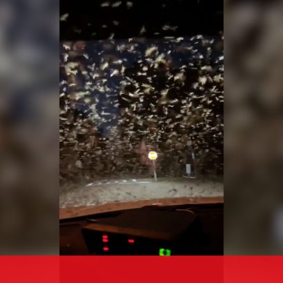 Vídeo mostra agente da polícia a atravessar enxame de térmitas nos EUA