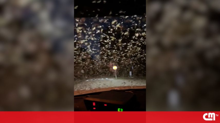 Vídeo mostra agente da polícia a atravessar enxame de térmitas nos EUA