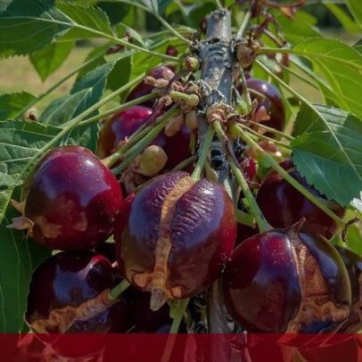 Mau tempo compromete colheita de cereja em Trás-os-Montes
