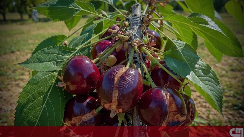 Mau tempo prejudica colheita da cereja em Trás-os-Montes