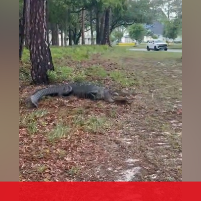 Crocodilo de 3+ metros capturado junto a zona residencial na Carolina do Norte