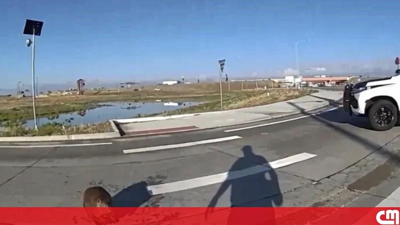 Polícia retira castor irritado de cruzamento com cone de trânsito nos EUA