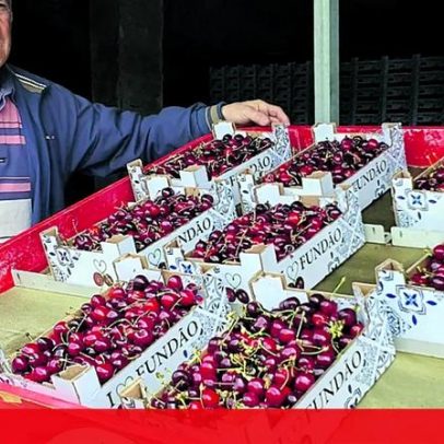 Cereja sofre quebra de produção de até 80%