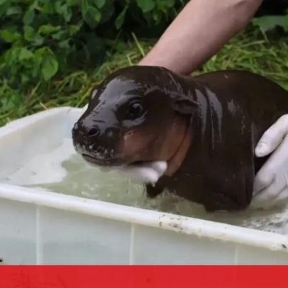 Bebé hipopótamo faz primeiro banho ao ar livre no Zoo de Berlim
