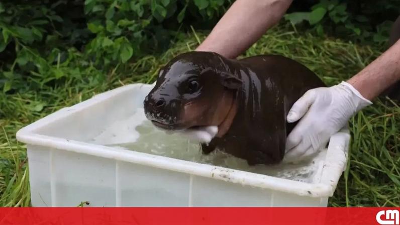 Bebé hipopótamo faz primeiro banho ao ar livre no Zoo de Berlim