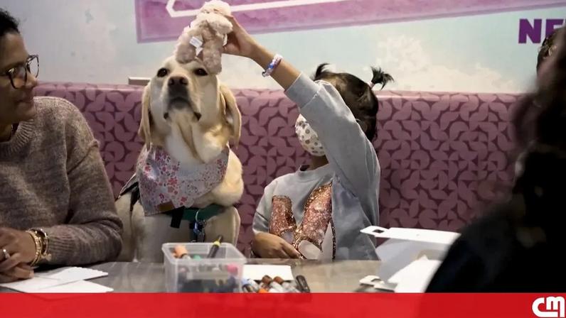 Cães terapêuticos ajudam crianças internadas a enfrentar tratamentos hospitalares