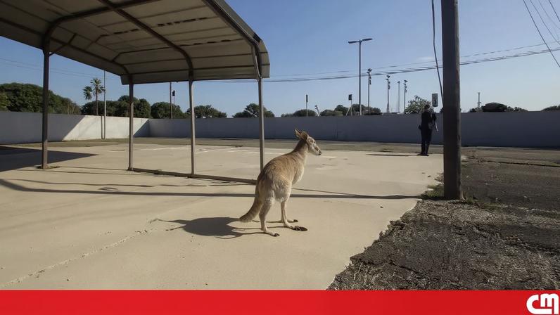 Canguru solto no Texas é capturado pela polícia