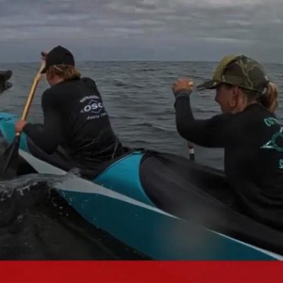 Leão-marinho salta para cima de canoa durante corrida na Califórnia