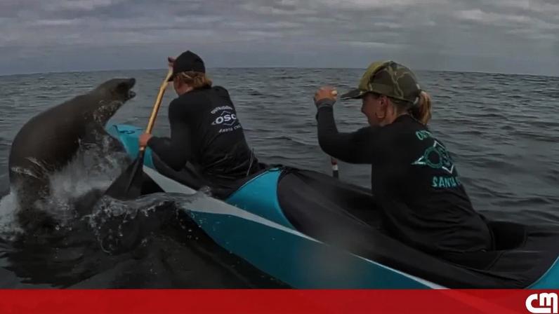 O momento em que leão-marinho salta para cima de canoa durante corrida na Califórnia