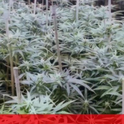 PJ desmantela rede de cannabis nos distritos do Porto, Braga e Aveiro
