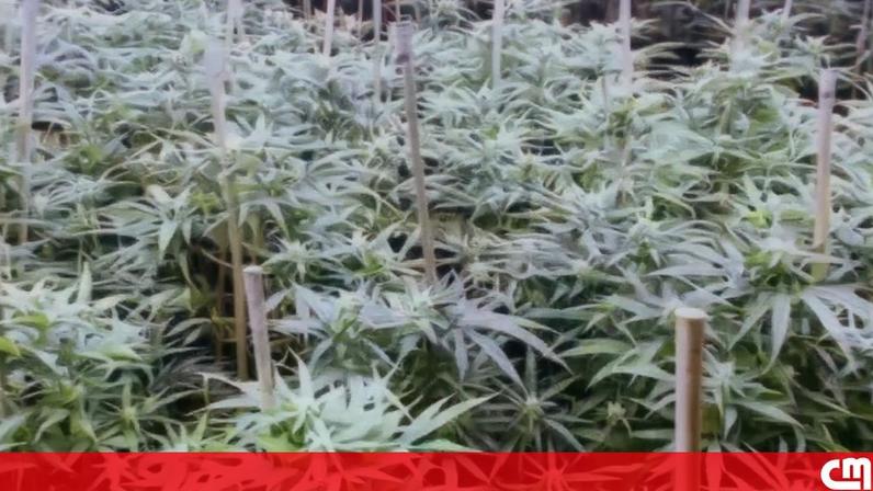 PJ desmantela rede de tráfico de cannabis nos distritos do Porto, Braga e Aveiro