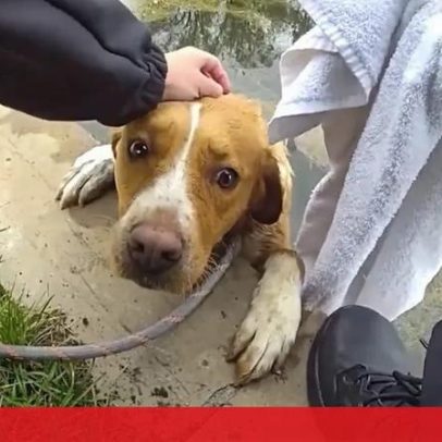 Cadela resgatada após ficar presa num lago de campo de golfe nos EUA