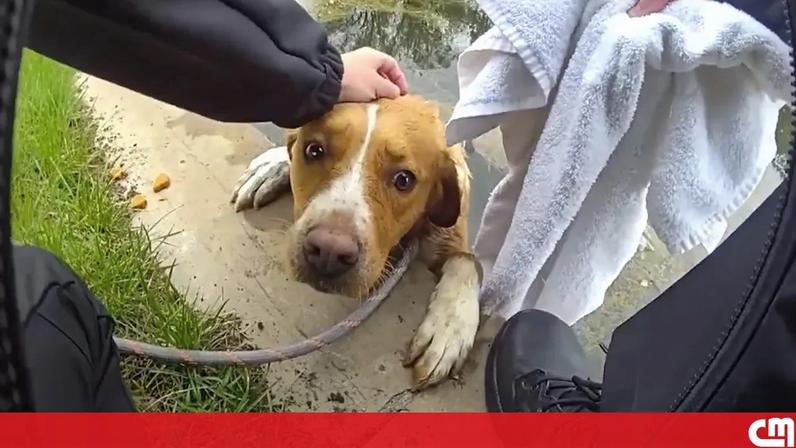 Cadela resgatada após ficar presa num lago de campo de golfe nos EUA