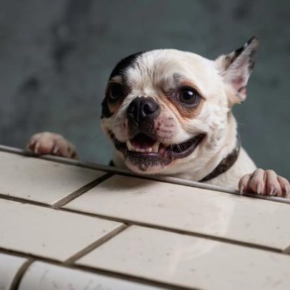 Novas regras europeias podem afetar raças de cães e gatos