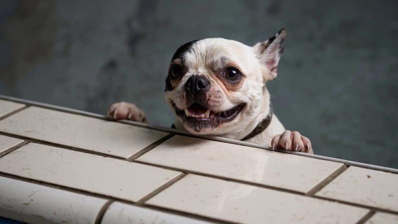 Novas regras europeias podem afetar raças de cães e gatos