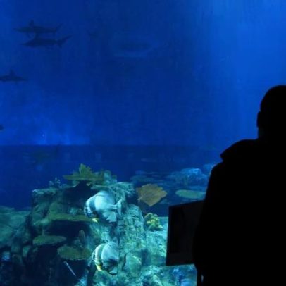 Espécies invasoras aquáticas causam grandes prejuízos com gestos simples
