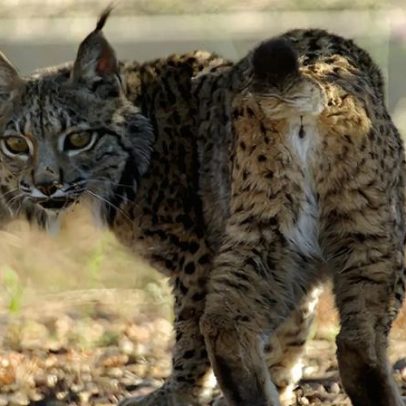 Plano para expandir o habitat do lince-ibérico