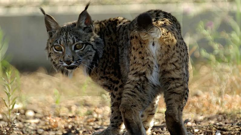 Plano para expandir o habitat do lince-ibérico