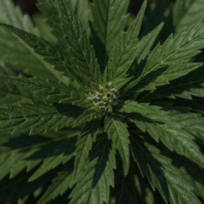 Detido em flagrante a regar plantas de canábis em Alijó