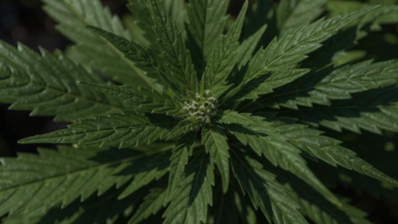 canábis, planta