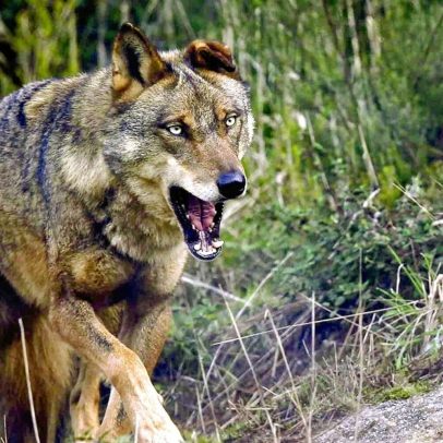Lobo ibérico pode ter 80% da dieta composta por cavalos garranos