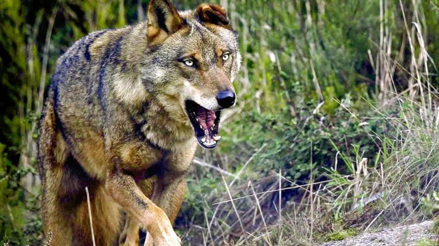 Lobo-ibérico