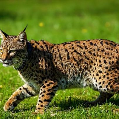 FAPAS alerta riscos para lince-ibérico com mudança de gestão