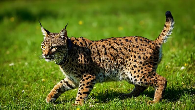 FAPAS alerta riscos para lince-ibérico com mudança de gestão