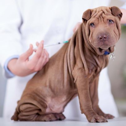 Médicos veterinários lançam petição por IVA nos serviços de animais de companhia