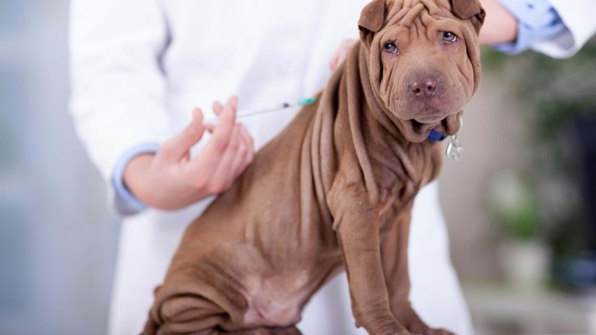 Médicos veterinários lançam petição por IVA nos serviços de animais de companhia